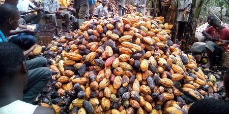 Nigeria:Osun Empowers Cocoa Farmers, Gives Out N5m Loan To 30