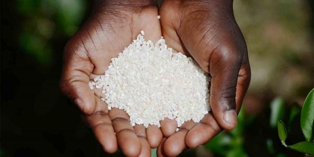 Senegal:OCP Africa Advances Food Security in Cote d’Ivoire, Senegal