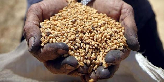 Egypt : Wheat stock enough for nearly 4 months: Egypt's supply minister